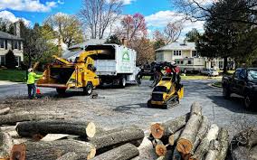 Best Tree Fertilization Services  in USA